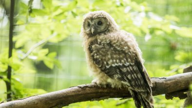 Zoo Ostrava Puštík