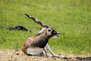 Antilopa jelení v Zoo Ostrava