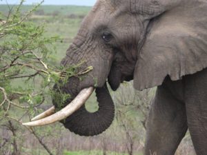 Sloni v Africe