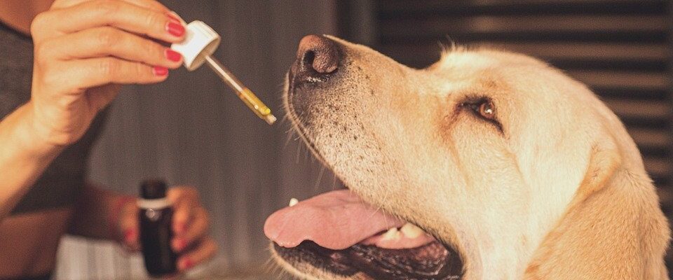 CBD olej pro psy: pomáhá jim?