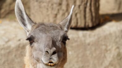 Lama vikuňa nově v ostravské zoo