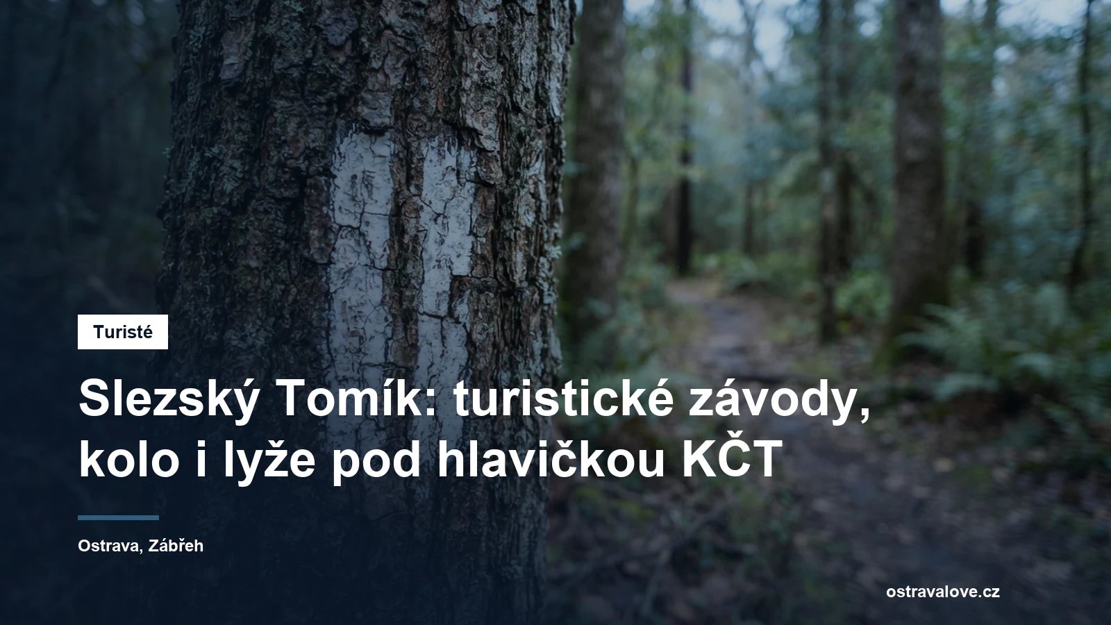 Turistické značení na kmeni stromu u lesní cesty