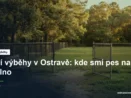 Oplocený travnatý psí výběh s lavičkou a brankou
